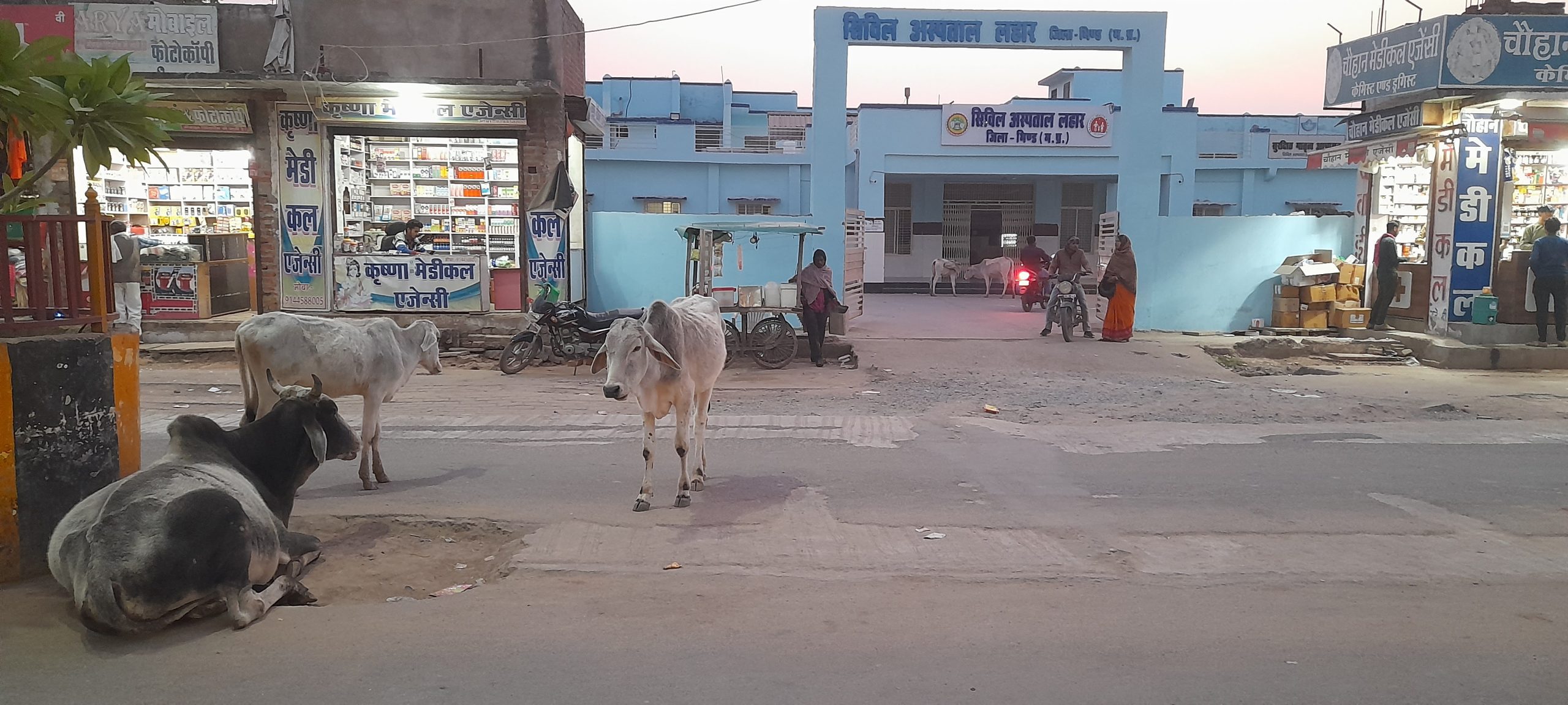 चौराहों पर बैठी गाय