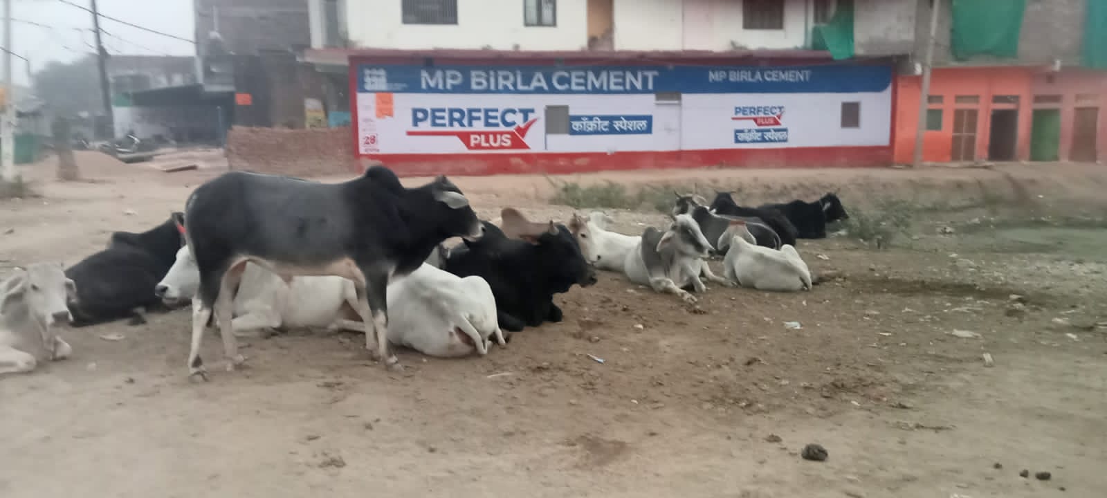 आवारा पशु