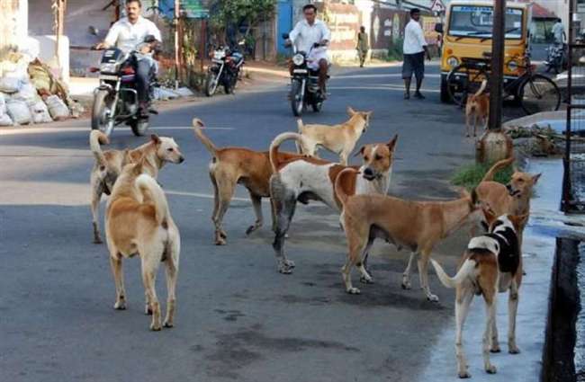 नगर निगम की कुत्ता गाड़ी से बैटरी चोरी करते पकड़ा